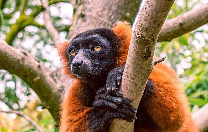 Maandag 9 maart - ARTIS -