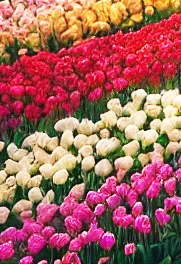 Dinsdag 24 maart - Bollenrit naar Anna Paulowna -